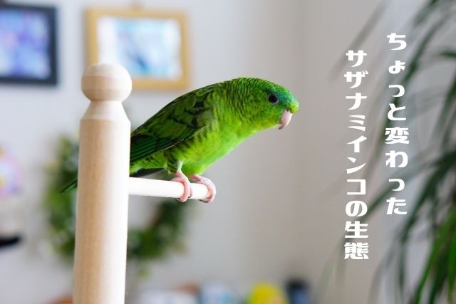不思議な小鳥 サザナミインコ が可愛い 性格や特徴 寿命を紹介 Kotori