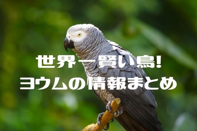ヨウムは世界一賢い鳥 その生態とは 特徴や寿命 値段など Kotori